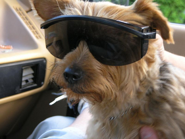 Pet Friendly Vacation - Key West