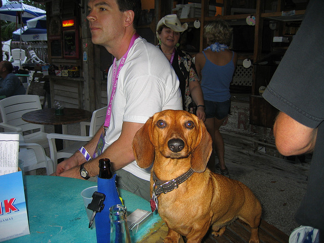 Pet Friendly Vacations - The Florida Keys
