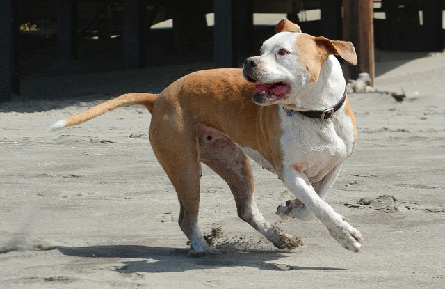 Pet Friendly Vacations - The Florida Keys