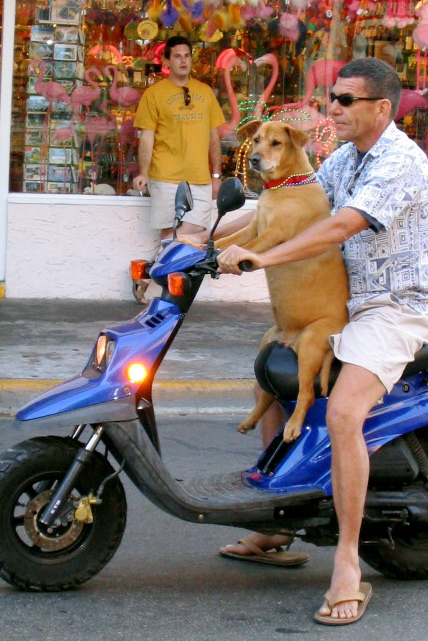 Pet Friendly Vacations - The Florida Keys