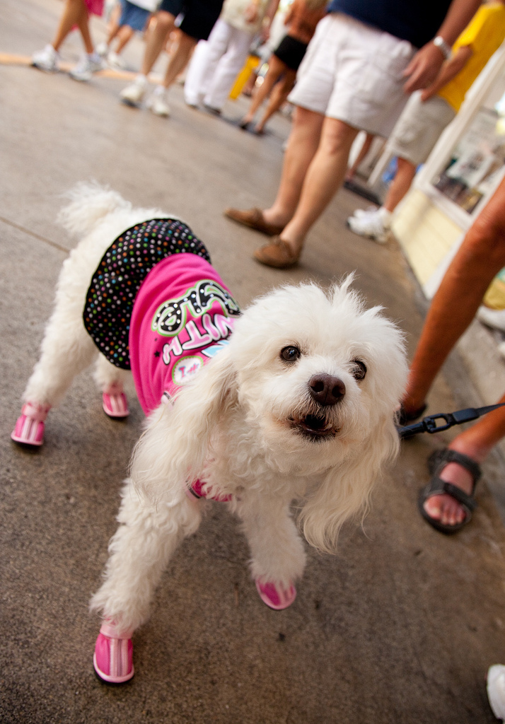 Pet Friendly Vacations - The Florida Keys